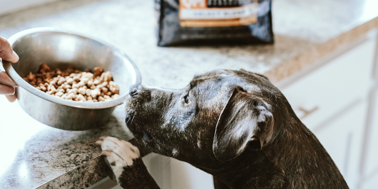 feeding your dog grain free food