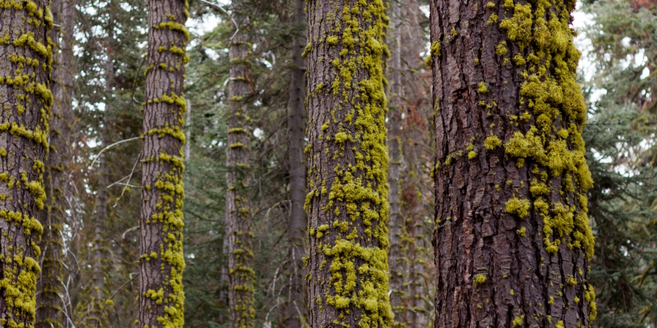 lichen and moss growing on trees