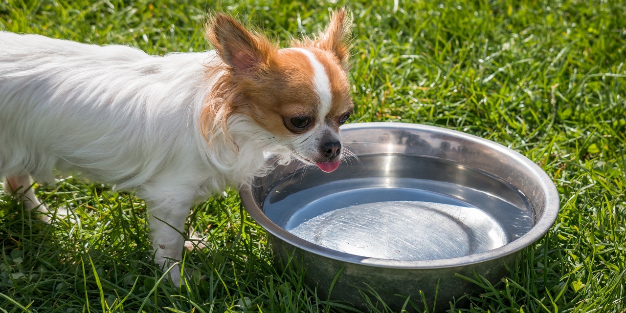 dog drinking from a bowl of water
