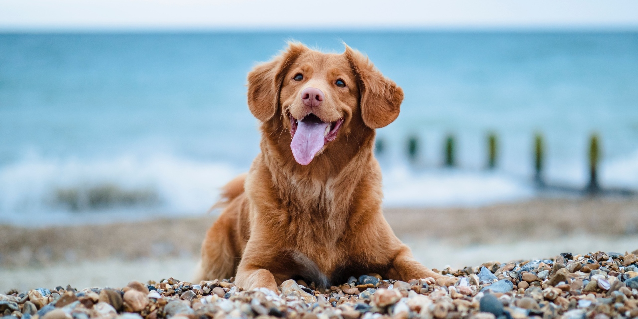 dog lying on a beach